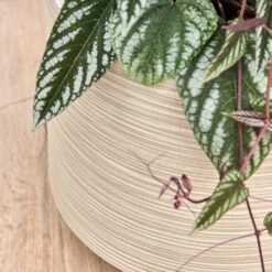 Dune Darcy Planter - Oat -Plant Supplies Sale Dune Darcy Oat Close Up 2