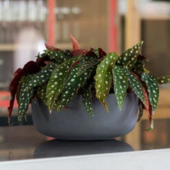 Eav Refined Plant Bowl - Volcano Black 7 Eav Refined Plant Bowl - Volcano Black -Plant Supplies Sale Eav Plant Bowl Volcano Black Lifestyle 002