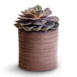 Hera Plant Pot - Purple -Plant Supplies Sale Echeveria Perle Von Nurnberg 10.5x14cm Hera Plant Pot Purple 13x14cm