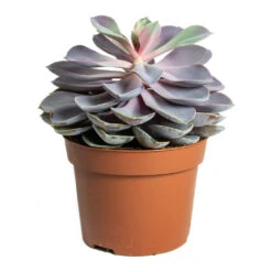 Echeveria Purple Pearl -Plant Supplies Sale Echeveria Purple Pearl 12cm