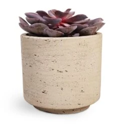 Echeveria Purple Pearl -Plant Supplies Sale Echeveria Purple Pearl 12x15cm 12x25cm Novi Plant Pot Grey Washed 15x13.5cm a32d3654 6b7e 4729 ae4b e242aedc57ee