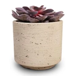Novi Plant Pot - Grey Washed -Plant Supplies Sale Echeveria Purple Pearl 12x15cm 12x25cm Novi Plant Pot Grey Washed 15x13.5cm c8f4919e 53a6 4425 a2d3 8276c7cc57ad