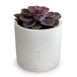 Echeveria Purple Pearl -Plant Supplies Sale Echeveria Purple Pearl 12x15cm Charlie Plant Pot White Washed 15x15cm 2