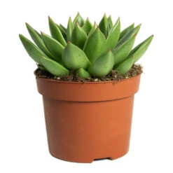 Echeveria Agavoides Miranda -Plant Supplies Sale Echeveria agavoides Miranda 12cm