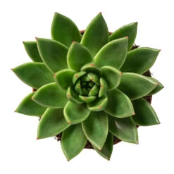 Echeveria Agavoides Miranda -Plant Supplies Sale Echeveria agavoides Miranda 12cm Above