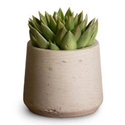 Echeveria Agavoides Miranda -Plant Supplies Sale Echeveria agavoides Miranda 12x15cm Patt Plant Pot Grey Washed 17x14cm