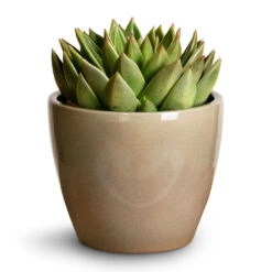 Echeveria Agavoides Miranda -Plant Supplies Sale Echeveria agavoides Miranda 12x15cm Sven Plant Pot Mint 16x13cm