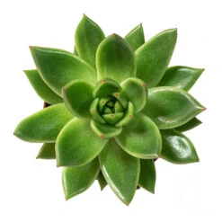 Echeveria Agavoides Miranda -Plant Supplies Sale Echeveria agavoides Miranda 8.5cm Above