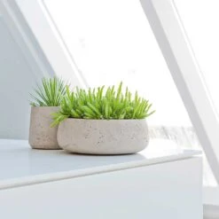 Eileen Plant Bowl - Grey Washed 6 Eileen Plant Bowl - Grey Washed -Plant Supplies Sale Eileen Plant Bowl Grey Washed Succulents