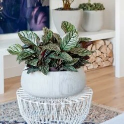 Eileen Plant Bowl - Ridged Cement 10 Eileen Plant Bowl - Ridged Cement -Plant Supplies Sale Eileen Plant Bowl Ridged Cement Calathea Sanderiana