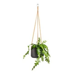 Patt Hanging Plant Pot - Black Washed -Plant Supplies Sale Epiphyllum anguliger Fishbone Cactus 12x20cm Patt Hanging Plant Pot Black Washed 17x14cm 92f31cb7 3a0e 4b4f 8cb1 3abb2a543fe2