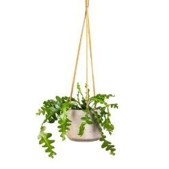 Patt Hanging Plant Pot - Grey Washed -Plant Supplies Sale Epiphyllum anguliger Fishbone Cactus 12x20cm Patt Hanging Plant Pot Grey Washed 17x14cm e60b5487 9bf5 4f5e 9375 152c1e58686d