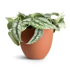 Coral Refined Planter - Canyon Orange -Plant Supplies Sale Epipremnum Trebie Satin Pothos Trebie 20x45cm Coral Refined Planter Canyon Orange 25x21cm 12f8a464 307f 47dd 83e8 e1f0120dbacc