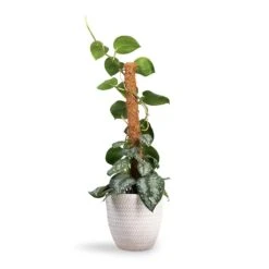 Angle Couple Plant Pot - White -Plant Supplies Sale Epipremnum Trebie Satin Pothos Trebie Moss Pole 19x80cm Angle Couple Plant Pot White 24x23cm