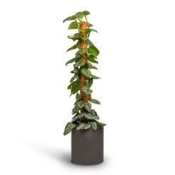 Max Refined Planter - Volcano Black -Plant Supplies Sale Epipremnum Trebie Satin Pothos Trebie Moss Pole 24x120cm Pot Max Refined Planter Volcano Black 29x29.5cm 4