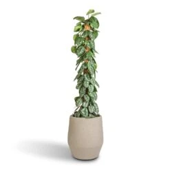 Humus Plant Pot - Concrete 7 Humus Plant Pot - Concrete -Plant Supplies Sale Epipremnum Trebie Satin Pothos Trebie Moss Pole 27x160cm Humus Plant Pot Concrete 37x42.5cm 86418696 434b 4f12 b4bd d1db9ee20e16