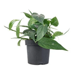Epipremnum Pinnatum - Cebu Blue Pothos -Plant Supplies Sale Epipremnum aureum Cebu Blue Pothos 12x20cm
