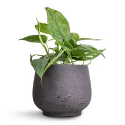 Epipremnum Pinnatum - Cebu Blue Pothos -Plant Supplies Sale Epipremnum aureum Cebu Blue Pothos 12x20cm Mini Pixie Plant Pot Black Washed 18x15cm