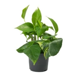 Epipremnum Aureum - Golden Pothos -Plant Supplies Sale Epipremnum aureum Golden Pothos 12cm 2a55aa35 be0e 4a99 ae74 1af73ceac833