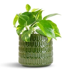 Epipremnum Aureum - Golden Pothos -Plant Supplies Sale Epipremnum aureum Golden Pothos 12x25cm Flor Plant Pot Green 17x15cm