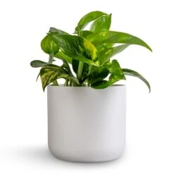 Epipremnum Aureum - Golden Pothos -Plant Supplies Sale Epipremnum aureum Golden Pothos 12x25cm Lisbon Plant Pot White 6bebc7c3 1cc8 4e4a bf30 0863a2d73277