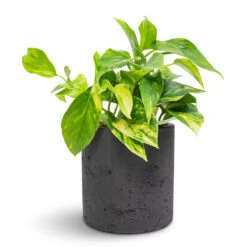 Epipremnum Aureum - Golden Pothos -Plant Supplies Sale Epipremnum aureum Golden Pothos 12x25cm Puk Plant Pot Black Washed 15x15cm 6fa27530 3a0b 4924 8dd7 32bf7bdec574