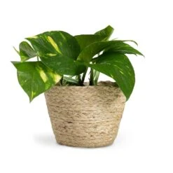 Epipremnum Aureum - Golden Pothos -Plant Supplies Sale Epipremnum aureum Golden Pothos 12x25cm Selin Plant Basket Jute 15x12cm