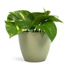 Epipremnum Aureum - Golden Pothos -Plant Supplies Sale Epipremnum aureum Golden Pothos 12x25cm Sven Plant Pot Mint 15x12cm