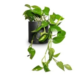 Puk Natural Planter - Matt Black 12 Puk Natural Planter - Matt Black -Plant Supplies Sale Epipremnum aureum Golden Pothos 15x30cm Puk Natural Planter Matt Black 20x20cm