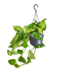 Epipremnum Aureum - Golden Pothos -Plant Supplies Sale Epipremnum aureum Golden Pothos 15x60cm