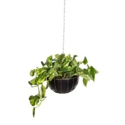 Epipremnum Aureum - Golden Pothos -Plant Supplies Sale Epipremnum aureum Golden Pothos 20x40cm 10 Kensington Hanging Plant Pot Copper 30x34cm 2 90a8eb34 a604 4adf 876d 722de578e180