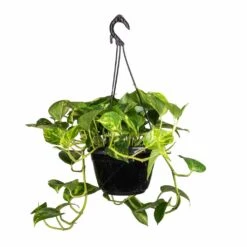 Epipremnum Aureum - Golden Pothos -Plant Supplies Sale Epipremnum aureum Golden Pothos 20x40cm