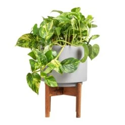 Epipremnum Aureum - Golden Pothos -Plant Supplies Sale Epipremnum aureum Golden Pothos 20x40cm Vigo Plant Pot with Wooden Stand Concrete Grey 24x33cm 2e74e52b 4d28 4083 b4cf d8db4aefb481