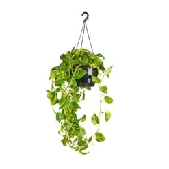 Epipremnum Aureum - Golden Pothos -Plant Supplies Sale Epipremnum aureum Golden Pothos 25x60cm 2