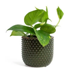 Epipremnum Aureum - Golden Pothos -Plant Supplies Sale Epipremnum aureum Golden Pothos Bolino Plant Pot Green c6410fef c168 40bd acd7 2b80ed5cdba0
