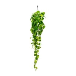 Epipremnum Aureum - Golden Pothos -Plant Supplies Sale Epipremnum aureum Golden Pothos Long Trails