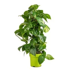 Epipremnum Aureum - Golden Pothos - Moss Pole -Plant Supplies Sale Epipremnum aureum Golden Pothos Moss Pole 17x60cm