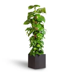 Grigio Cube Planter - Anthracite Concrete -Plant Supplies Sale Epipremnum aureum Golden Pothos Moss Pole 24x120cm Grigio Cube Planter Rusty Iron Concrete 30x30x30cm 7ea8449a 6e14 4a3f b18c b9ecc5aacef4
