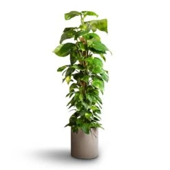 Max Refined Planter - Clouded Grey -Plant Supplies Sale Epipremnum aureum Golden Pothos Moss Pole 24x120cm Max Refined Planter Clouded Grey 29x29.5cm f21335a2 694a 468c 996a db45501a5296