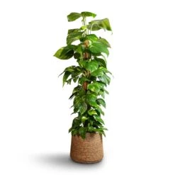 Patt Plant Pot - Straw Grass -Plant Supplies Sale Epipremnum aureum Golden Pothos Moss Pole 24x120cm Patt Plant Pot Straw Grass 35x30cm edc1b824 4d79 4e81 ab4c 7b85037d384f