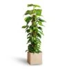 Epipremnum Aureum - Golden Pothos - Moss Pole