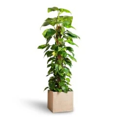 Raindrop Cube Planter - Stone 19 Raindrop Cube Planter - Stone -Plant Supplies Sale Epipremnum aureum Golden Pothos Moss Pole 24x120cm Raindrop Cube Planter Stone 30x30x27cm 25ab2f0c 2121 4b5a b2ea c3e4d4028914