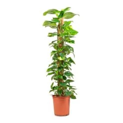 Epipremnum Aureum - Golden Pothos - Moss Pole -Plant Supplies Sale Epipremnum aureum Golden Pothos Moss Pole 24x130cm