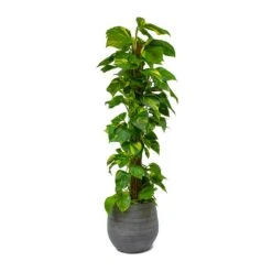 Epipremnum Aureum - Golden Pothos - Moss Pole -Plant Supplies Sale Epipremnum aureum Golden Pothos Moss Pole Esra Mystic Grey Plant Pot 49949b81 8fe8 40a0 afa3 81d7ac525982