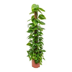Epipremnum Aureum - Golden Pothos - Moss Pole -Plant Supplies Sale Epipremnum aureum Golden Pothos Moss Pole Tall