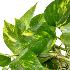 Epipremnum Aureum - Golden Pothos -Plant Supplies Sale Epipremnum aureum Golden Pothos SWATCH