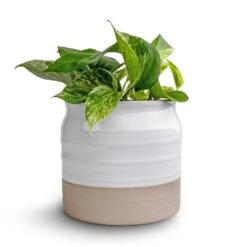 Epipremnum Aureum - Marble Queen Pothos -Plant Supplies Sale Epipremnum aureum Marble Queen Pothos 12x20 Puro Ripple Plant Pot White 17x16cm2 94f2cdcb a0cc 49bd 9073 03f7f3dba1d7