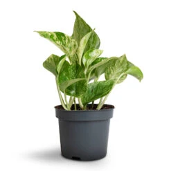 Epipremnum Aureum - Marble Queen Pothos -Plant Supplies Sale Epipremnum aureum Marble Queen Pothos 12x20cm