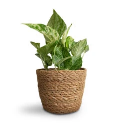 Epipremnum Aureum - Marble Queen Pothos -Plant Supplies Sale Epipremnum aureum Marble Queen Pothos 12x20cm Igmar Plant Basket Natural 15x12cm