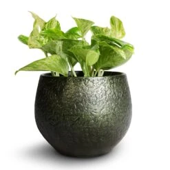 Epipremnum Aureum - Marble Queen Pothos -Plant Supplies Sale Epipremnum aureum Marble Queen Pothos 12x20cm Noor Plant Pot Velvet Green 16x13cm